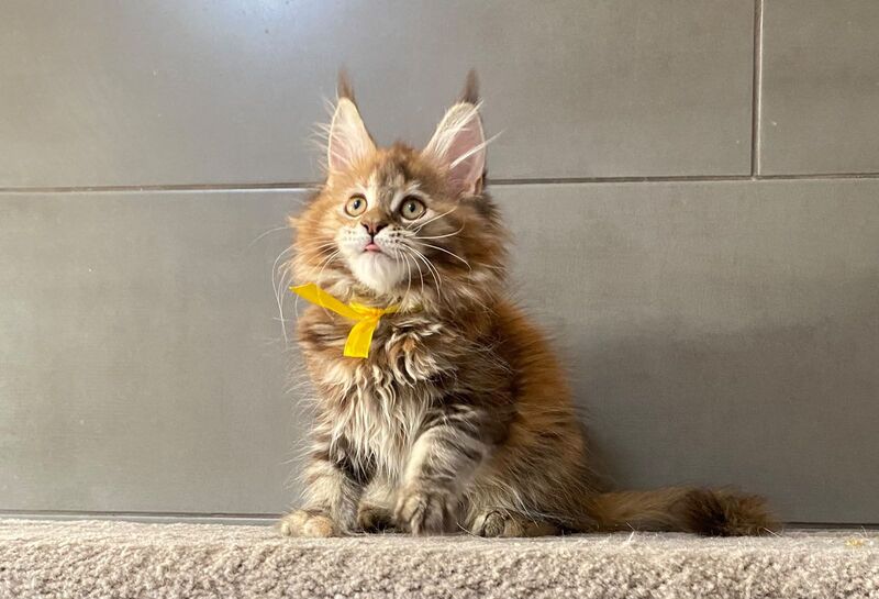 Western star Maine Coon female, black tortie tabby