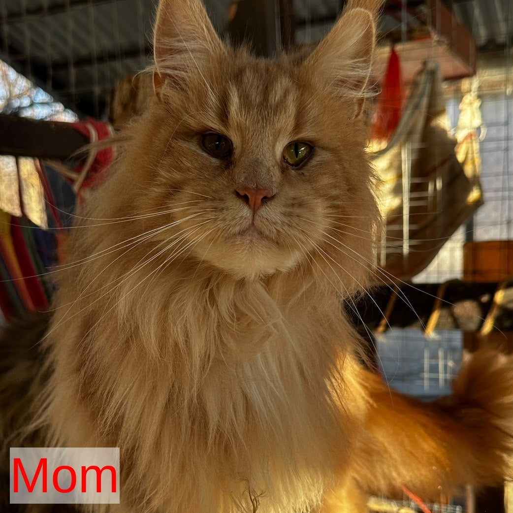Rafinad Maine Coon male, cream tabby