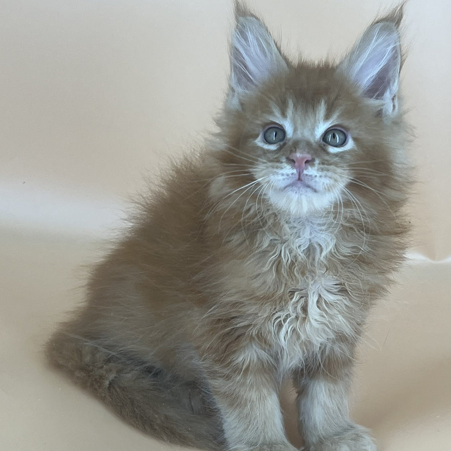 Brandon Maine Coon male, red tabby