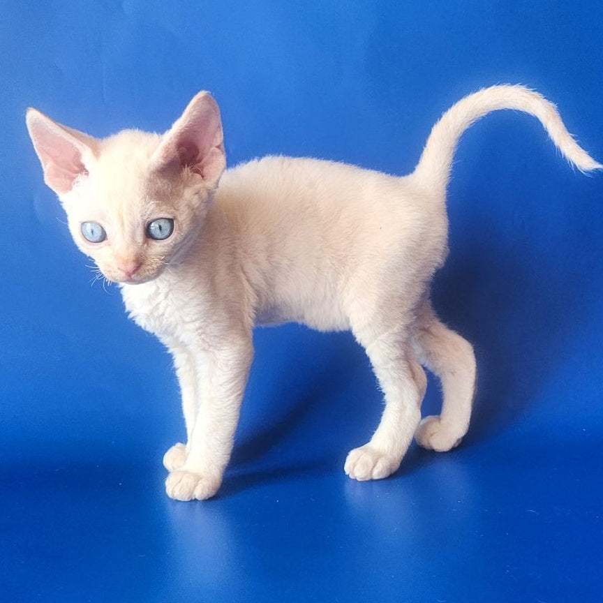 Marat Devon Rex male, chocolate tabby pointed