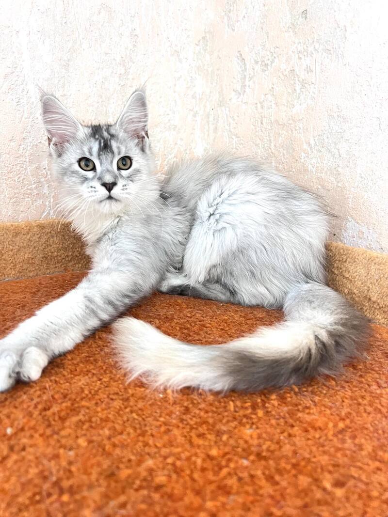 Zabava Maine Coon female, black tortie silver ticked tabby