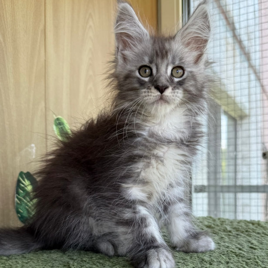 Aquatol Maine Coon male, black silver tabby