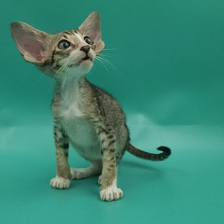 Valery Oriental Shorthair female, black tortie bicolour spotted tabby