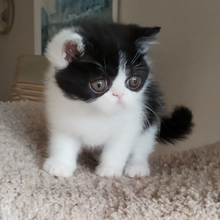 Cherutti Exotic male, black bicolour