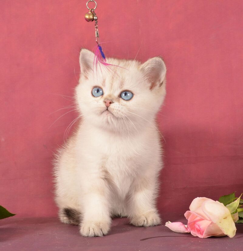 Princess Scottish Straight female, black golden ticked tabby pointed