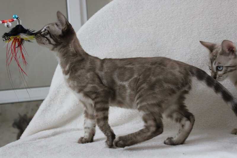 Vakula Bengal male, black amber spotted tabby pointed