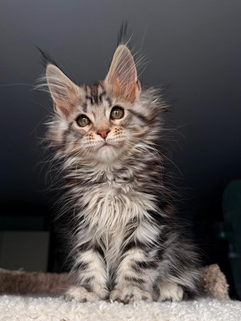 Avrora Maine Coon female black tabby - live animals
