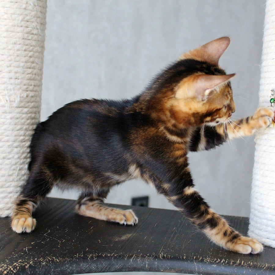 Emi Bengal female, black tabby