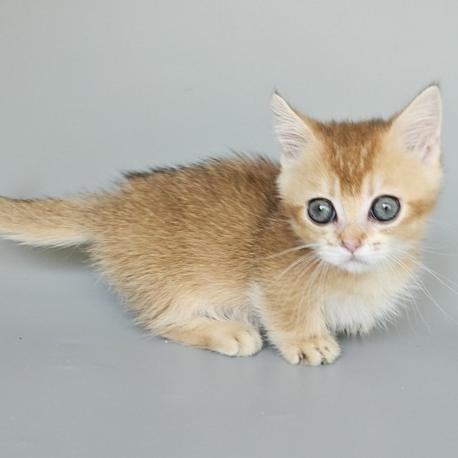 Bublik Munchkin male, black golden shaded