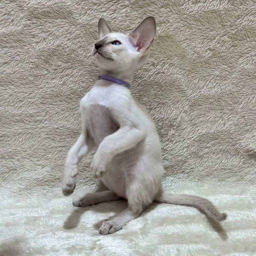 Kairo Siamese male, blue
