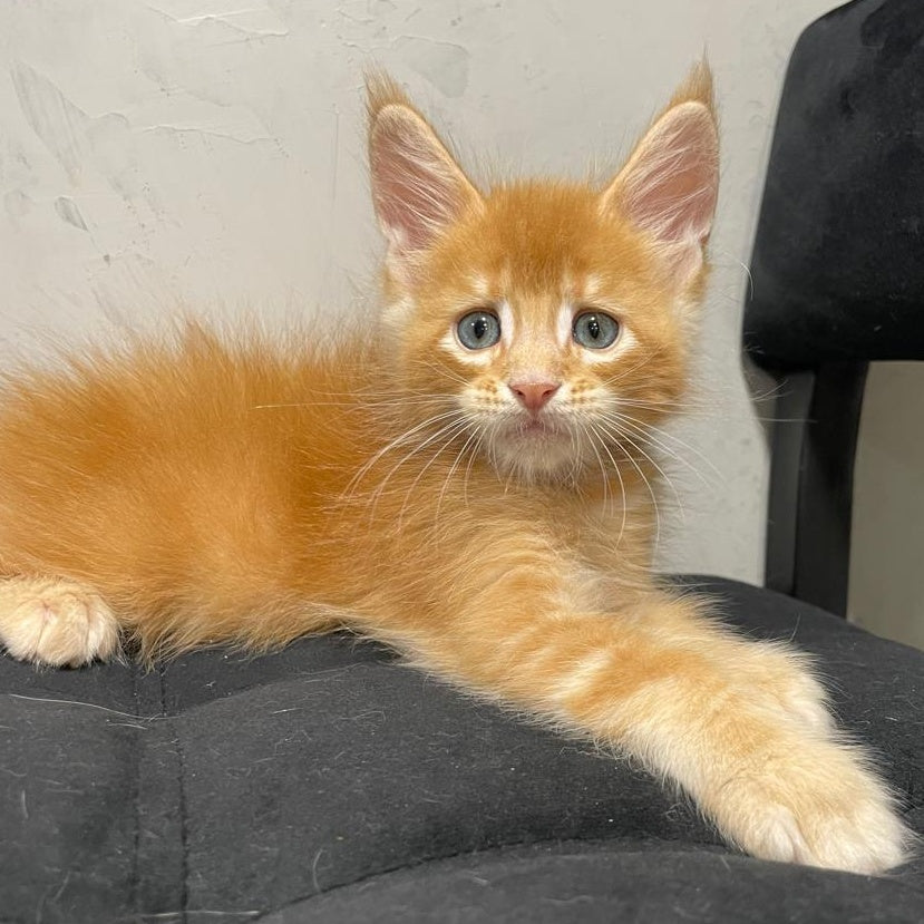 Venya Maine Coon male, red
