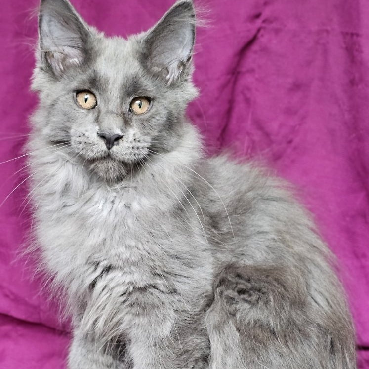 Freya Maine Coon female, blue