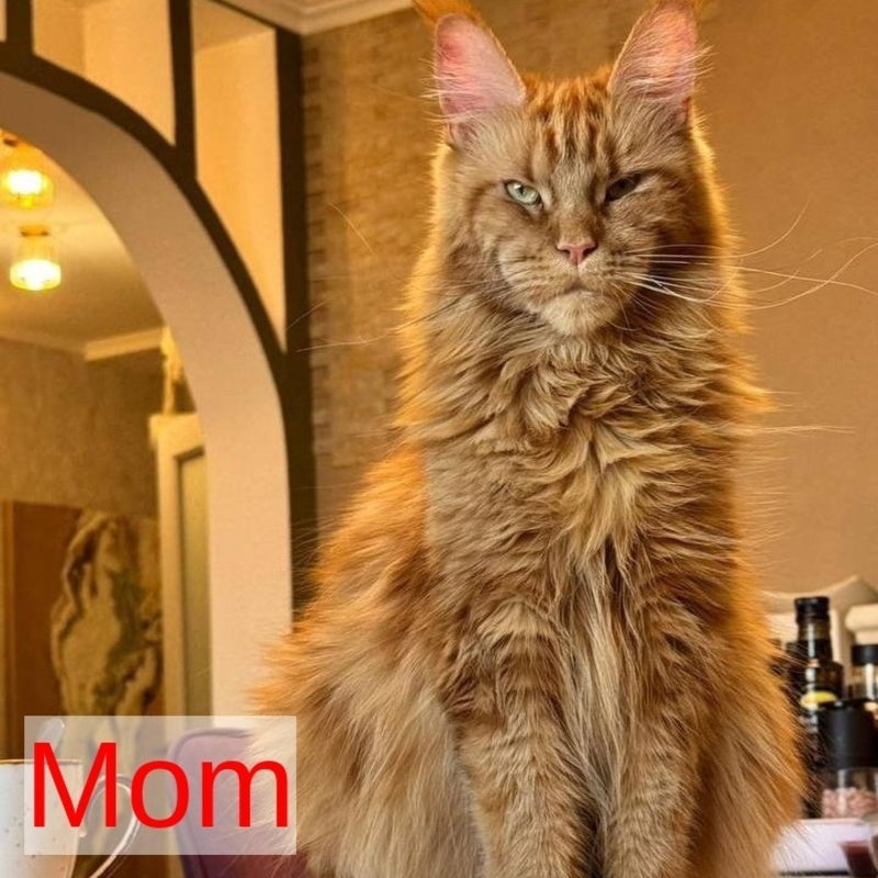 Mufasa Maine Coon polydactyl 6x6x6x6 male, red with white