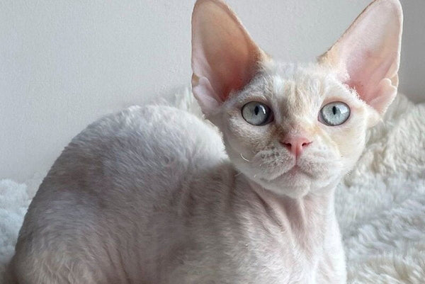Ivar Sunrise Devon Rex male red tabby pointed - live animals