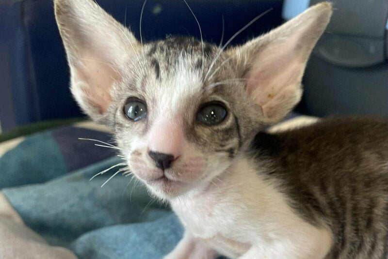 Zharynka Oriental Shorthair female, black spotted tabby bicolour