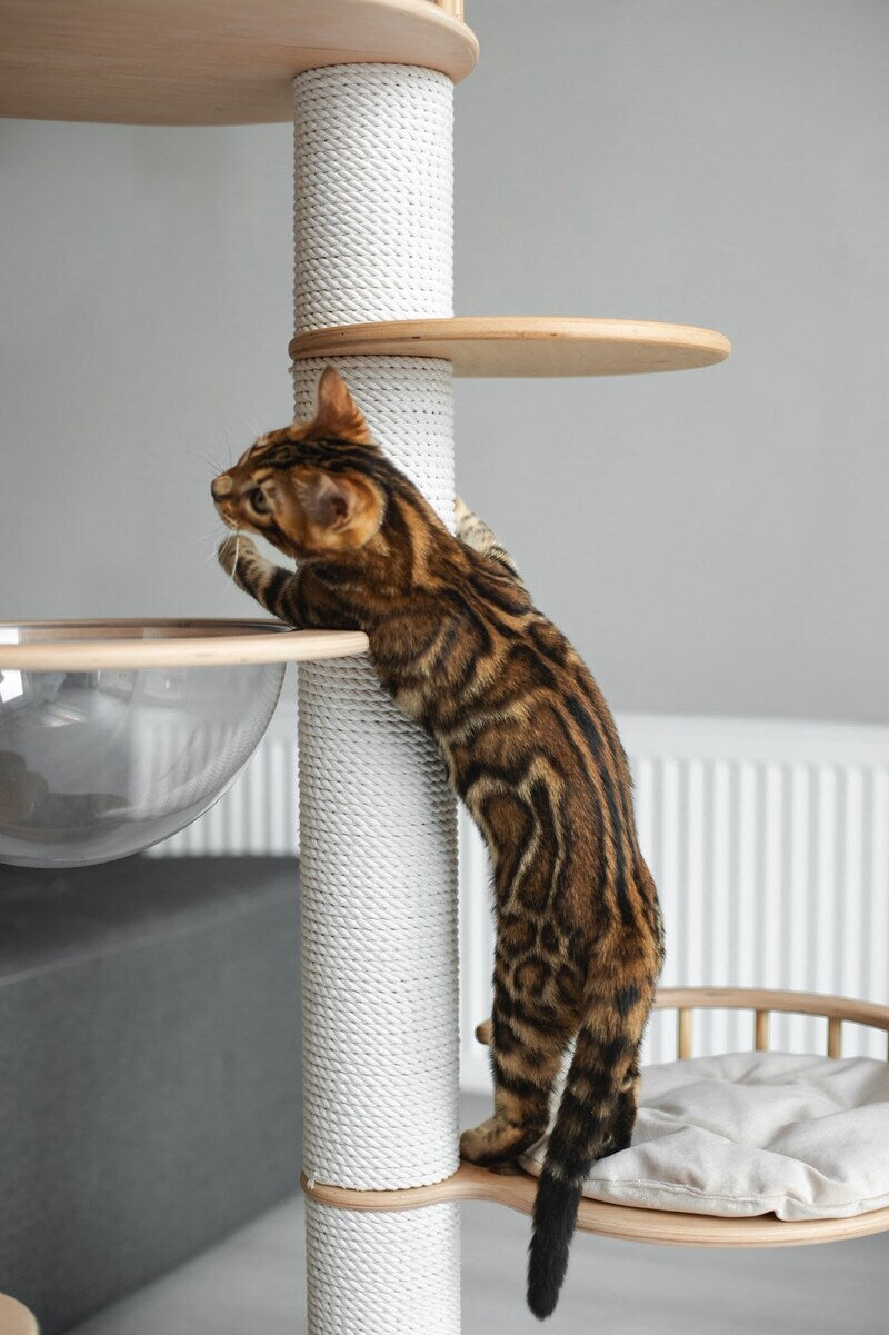 Jaime Bengal male black spotted tabby - live animals