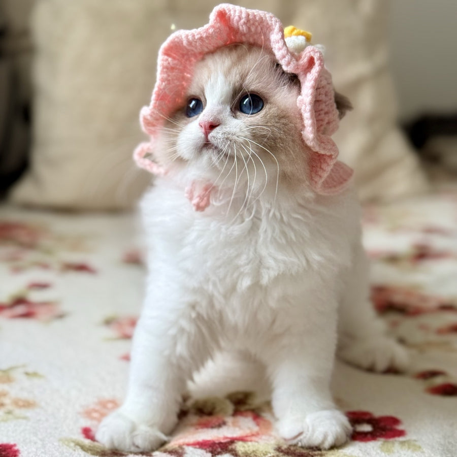 Moksha Ragdoll female, black bicolour
