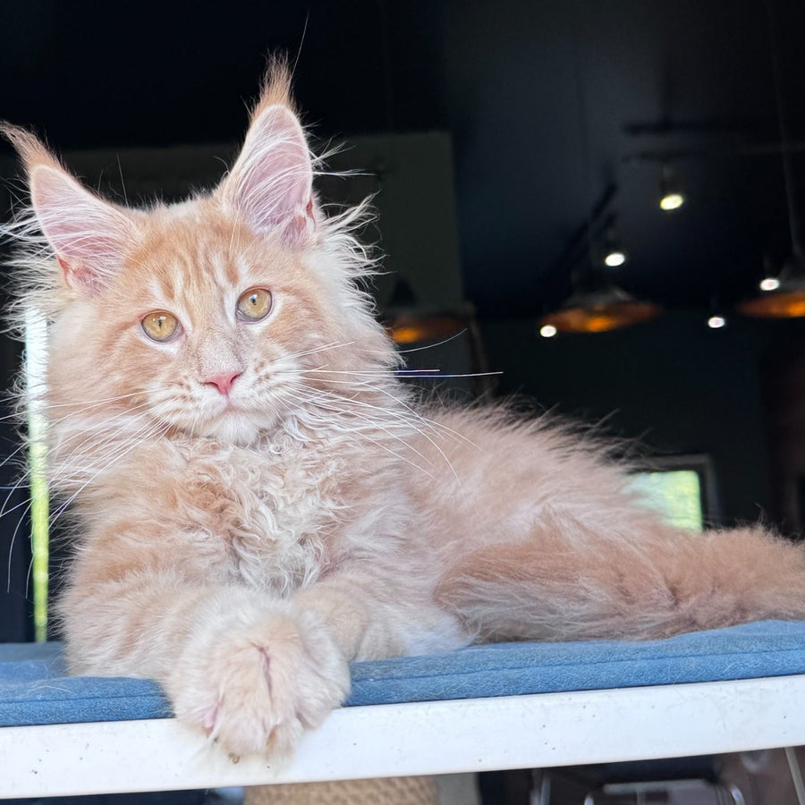 Winston Noir Maine Coon male, cream tabby