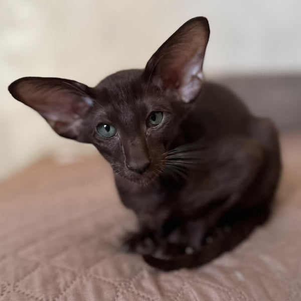 Nolik Oriental Shorthair male, chocolate