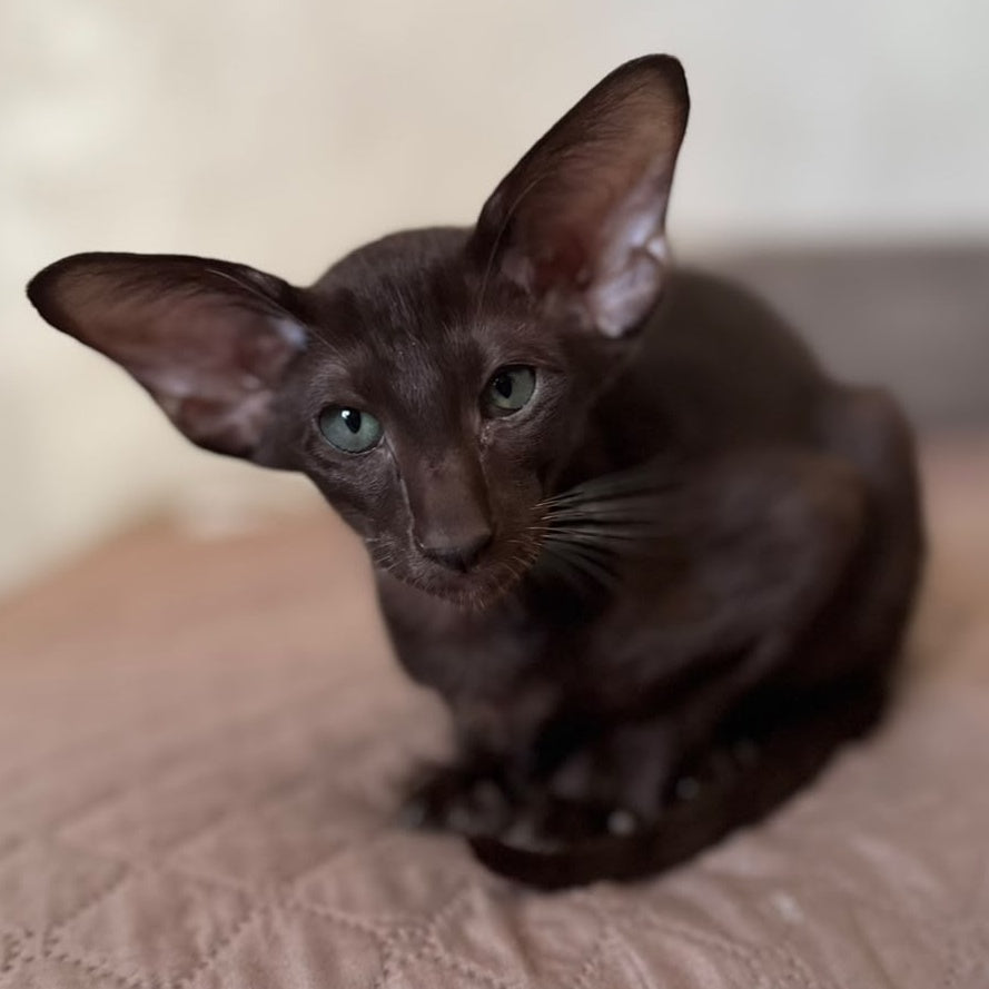 Nolik Oriental Shorthair male, chocolate
