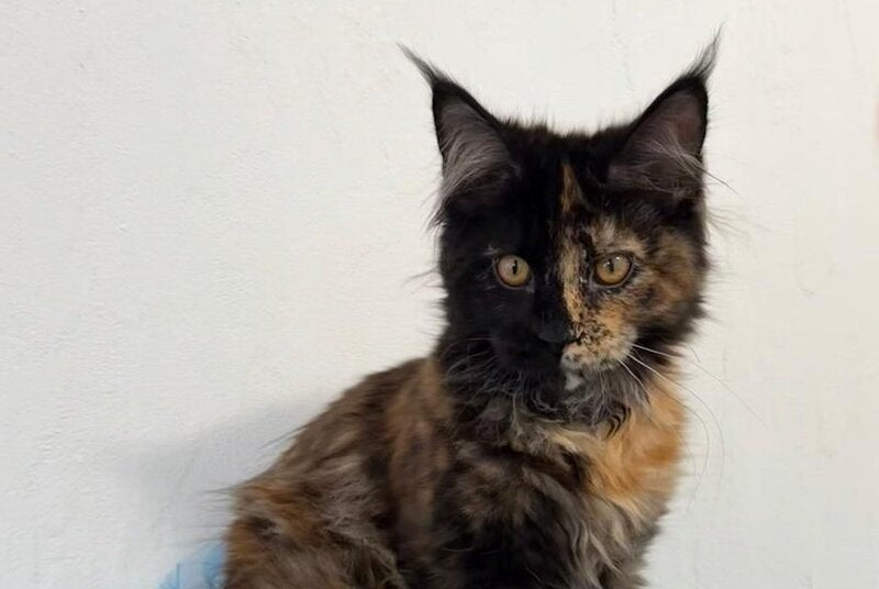 Akki Maine Coon female, black tortie