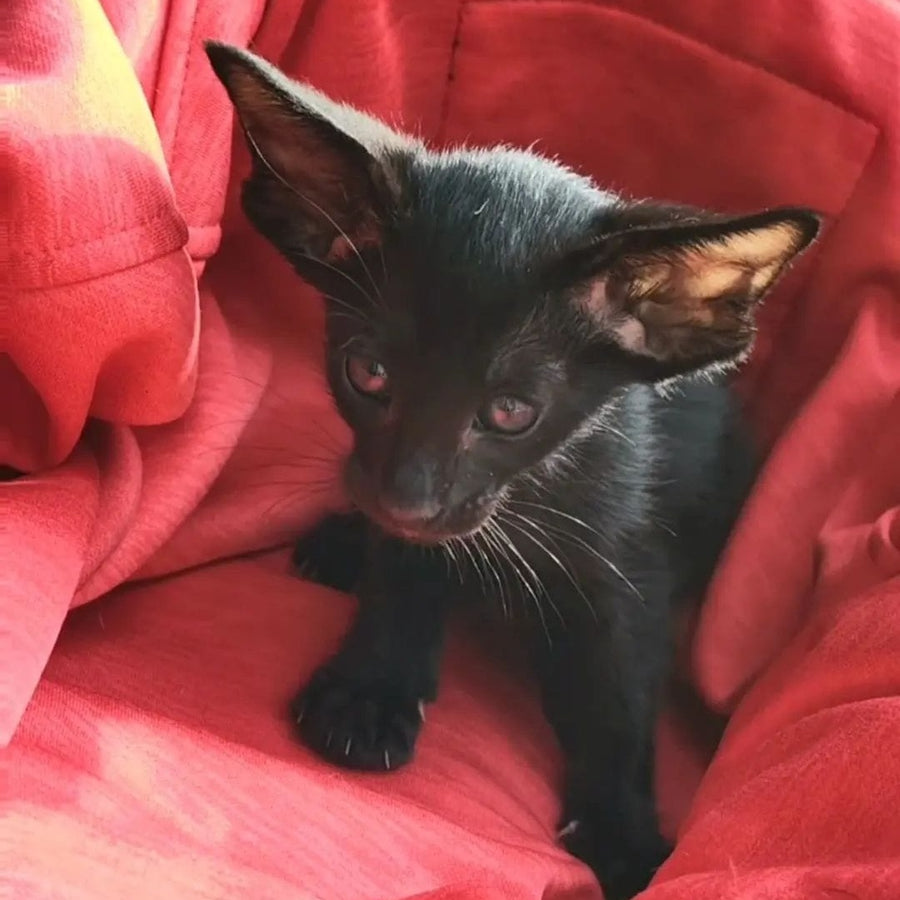 Zamir Oriental Shorthair male, black