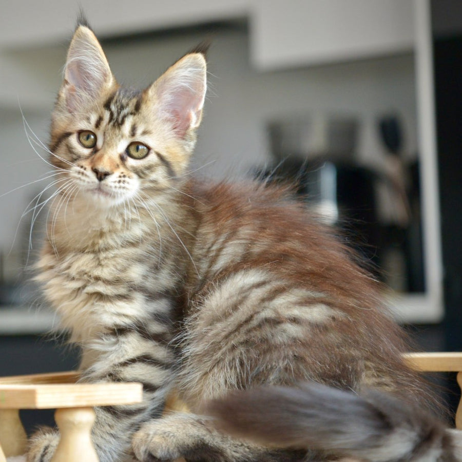 Yathana Maine Coon female, black tabby