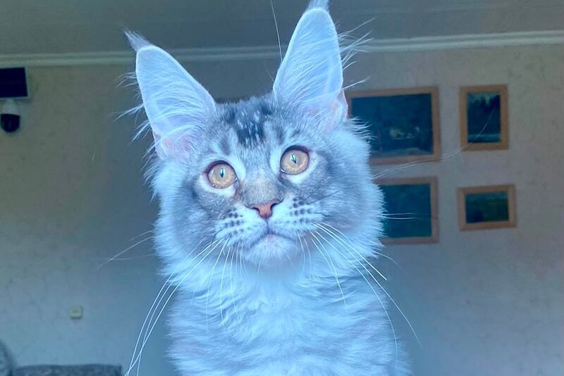 Elizar Maine Coon male, blue silver ticked tabby