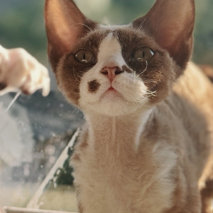 Lily Devon Rex female, cinnamon bicolour