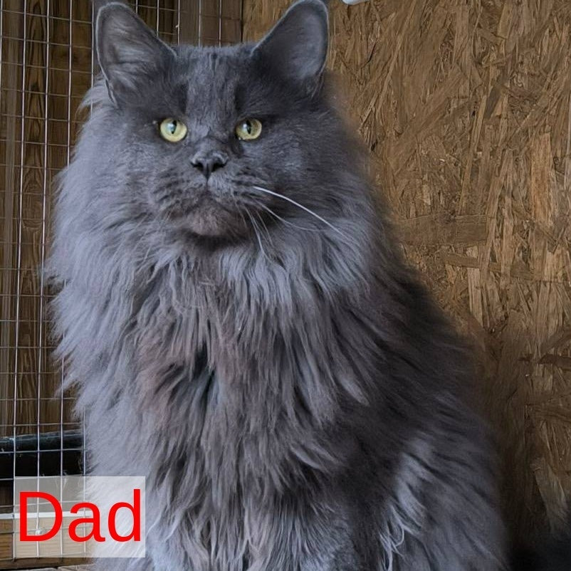 Nigel Maine Coon male, blue with white