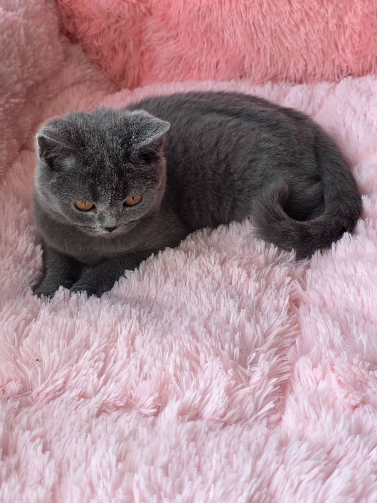 Caitlin British Shorthair female, blue