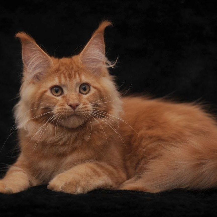 Raily Maine Coon female, red
