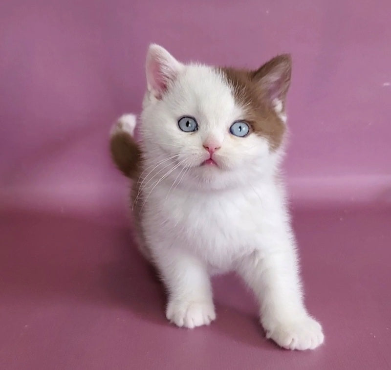 Vito British Shorthair male, cinnamon bicolour