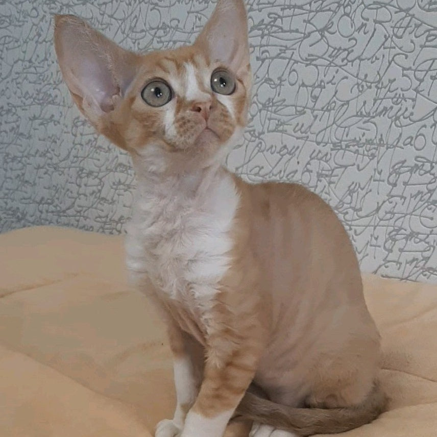 Glykeria Devon Rex female, red tabby bicolour