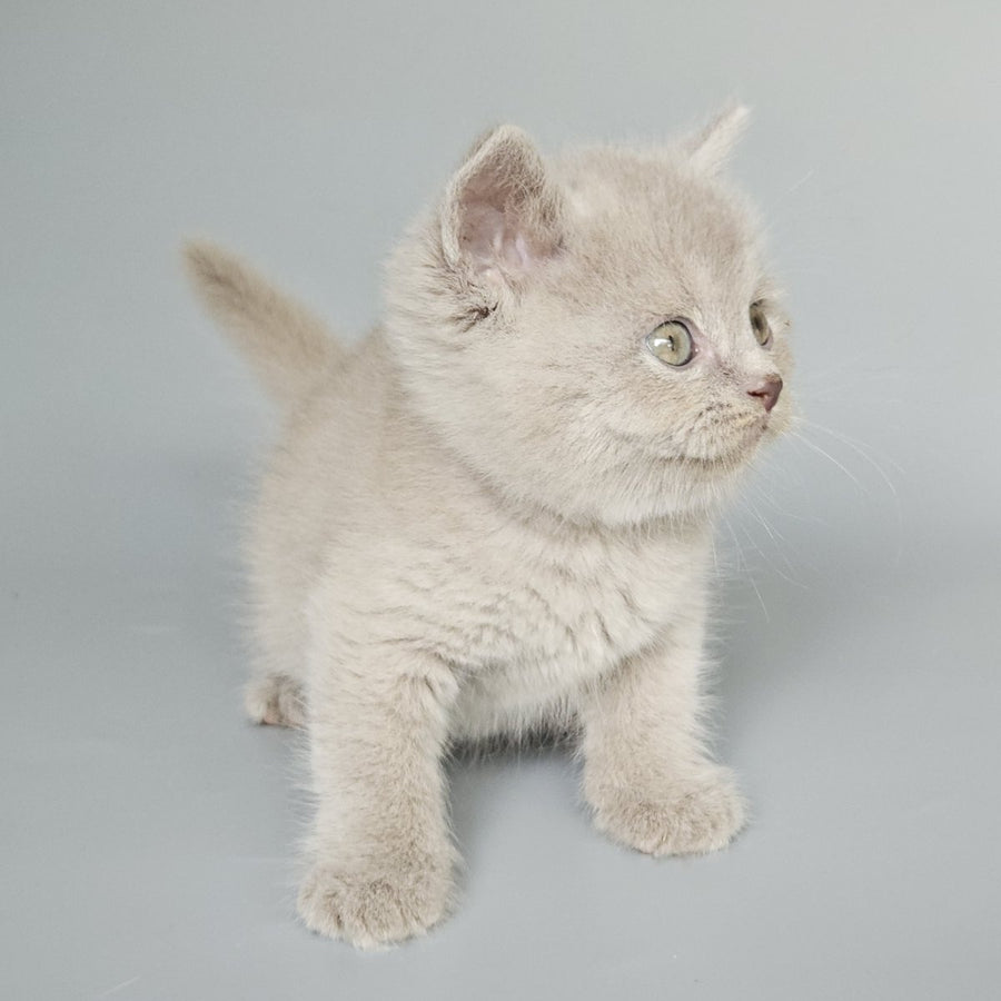 Baks British Shorthair male, fawn
