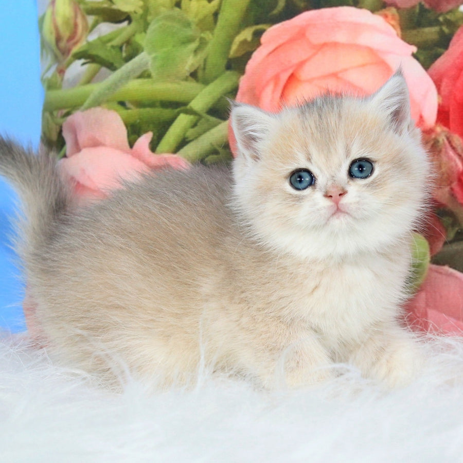 Ulyana British Shorthair female, blue golden shaded
