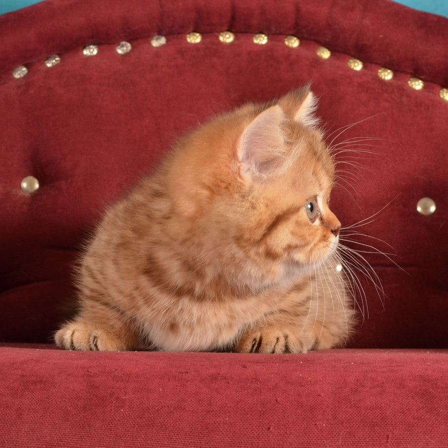 Holly Munchkin female, chocolate spotted tabby