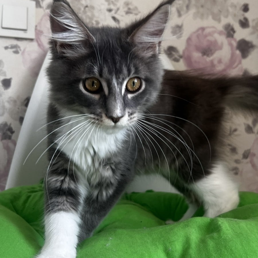 Kevin Maine Coon male, blue bicolour tabby