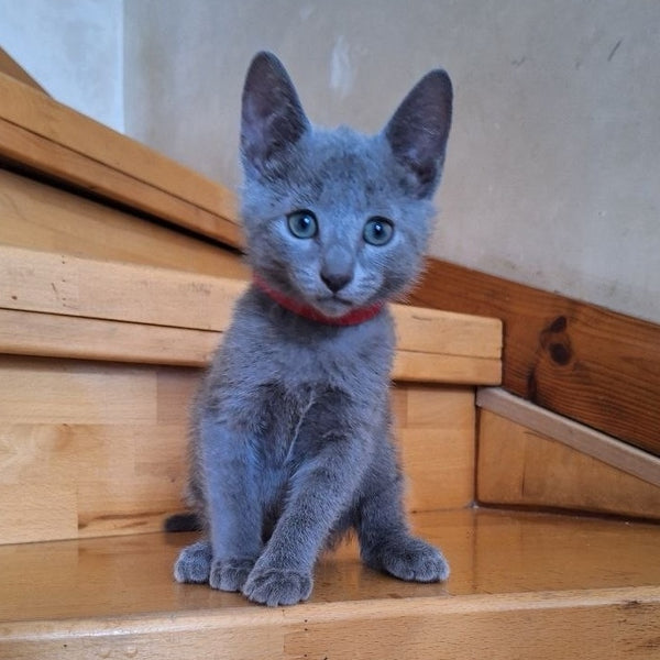Como Russian Blue male, blue