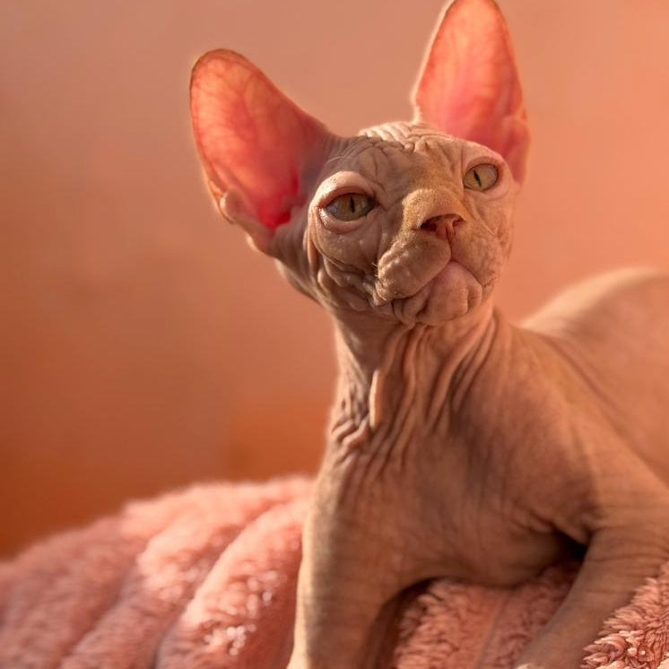 Eliot Canadian Sphynx male, red