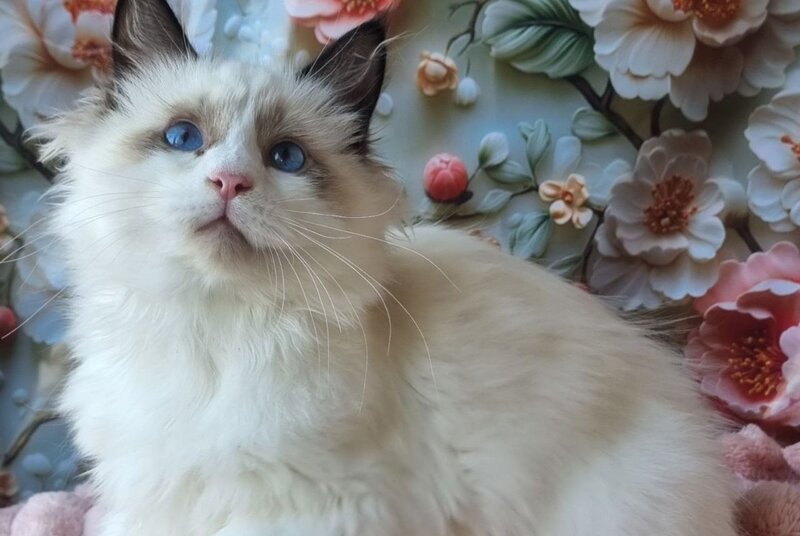 Prohor Siberian male, black pointed with white