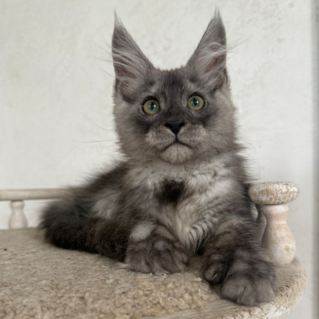 Kupidon Maine Coon male, black silver with white