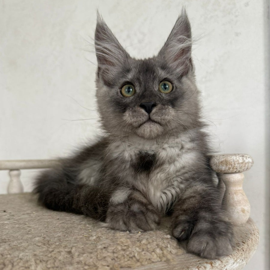 Kupidon Maine Coon male, black silver with white