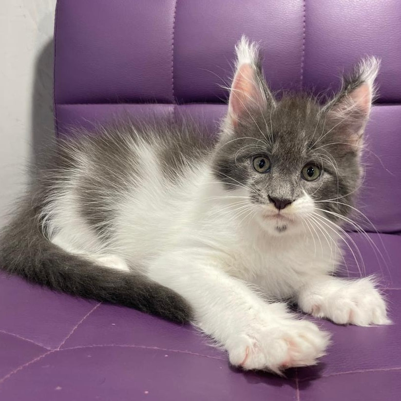 Semyon Maine Coon male, blue bicolour
