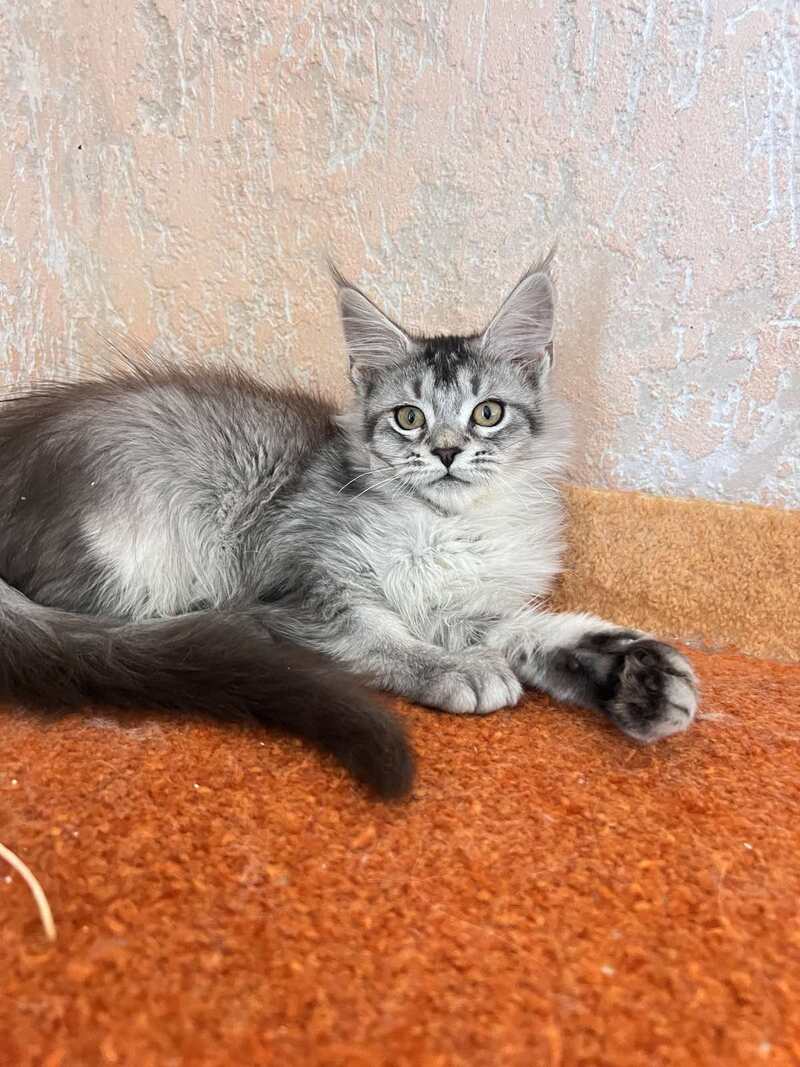 Zabrina Maine Coon female, black silver ticked tabby