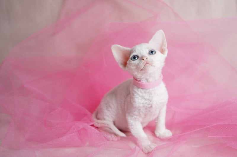 Nika Devon Rex female white - live animals