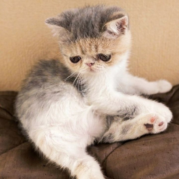Mashunya Exotic female, blue tortie spotted tabby bicolour