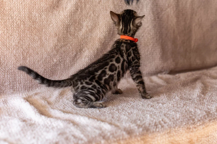 Thor Bengal male black spotted tabby - live animals
