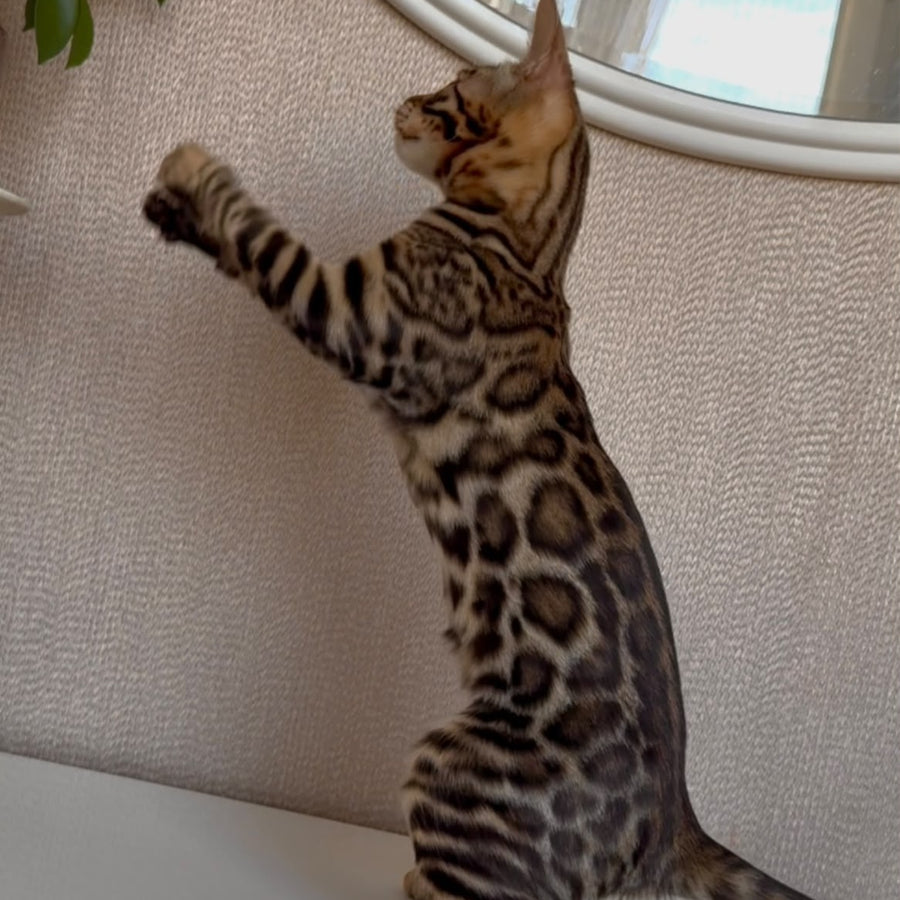 Genesis Bengal female, black spotted tabby