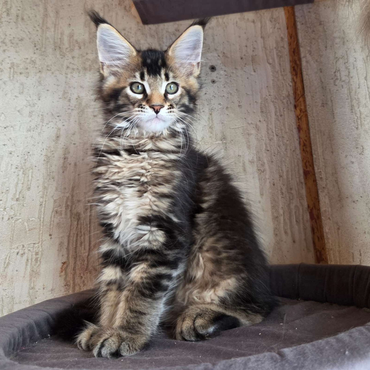 Radimir Maine Coon male, black ticked tabby